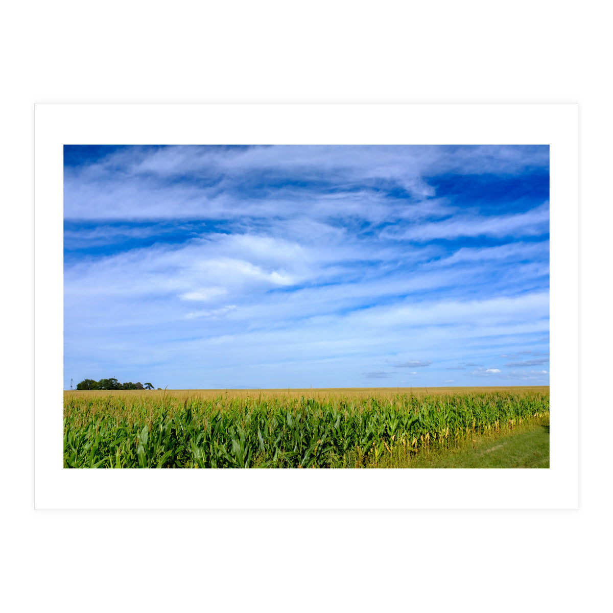 Illinois Cornfield (Print Only)