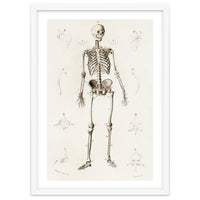 Human skeleton illustrated