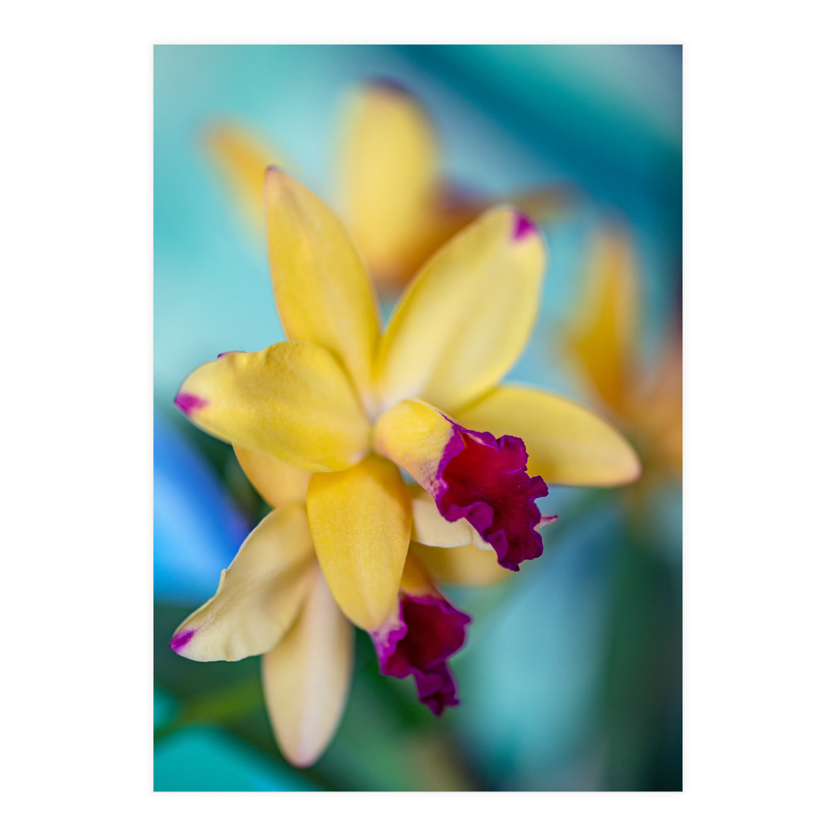 Cattleya Orchidee (Print Only)