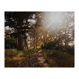 Golden Gate Park (Print Only) thumbnail