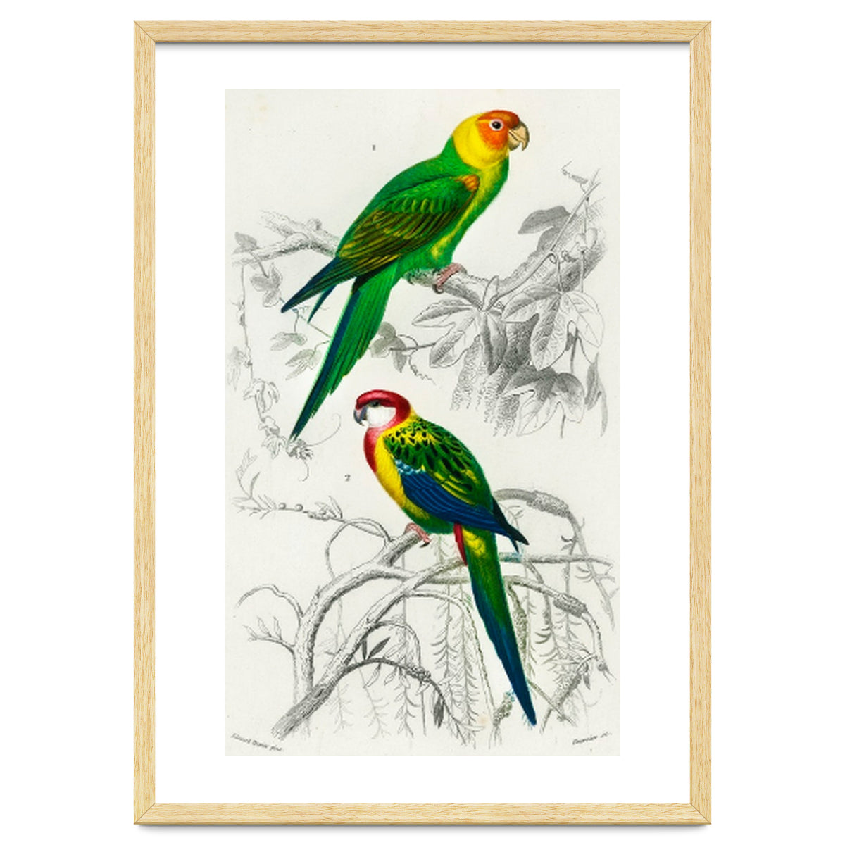 Different types of birds illustrated