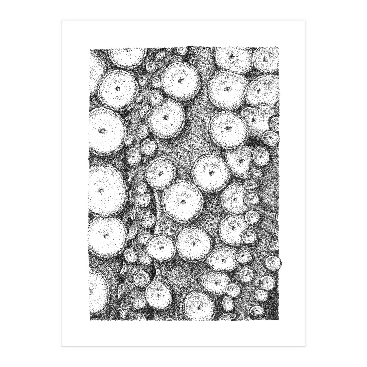 Octopus no. 3 (Print Only)