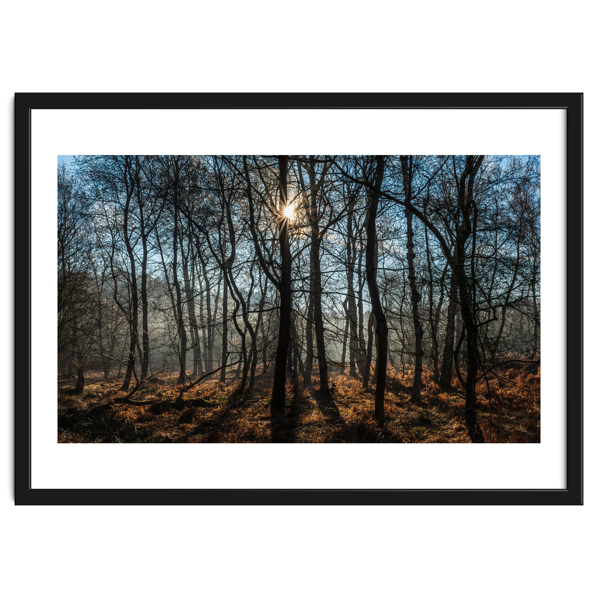 A Special Morning in Heath Warren Woods - Hampshire