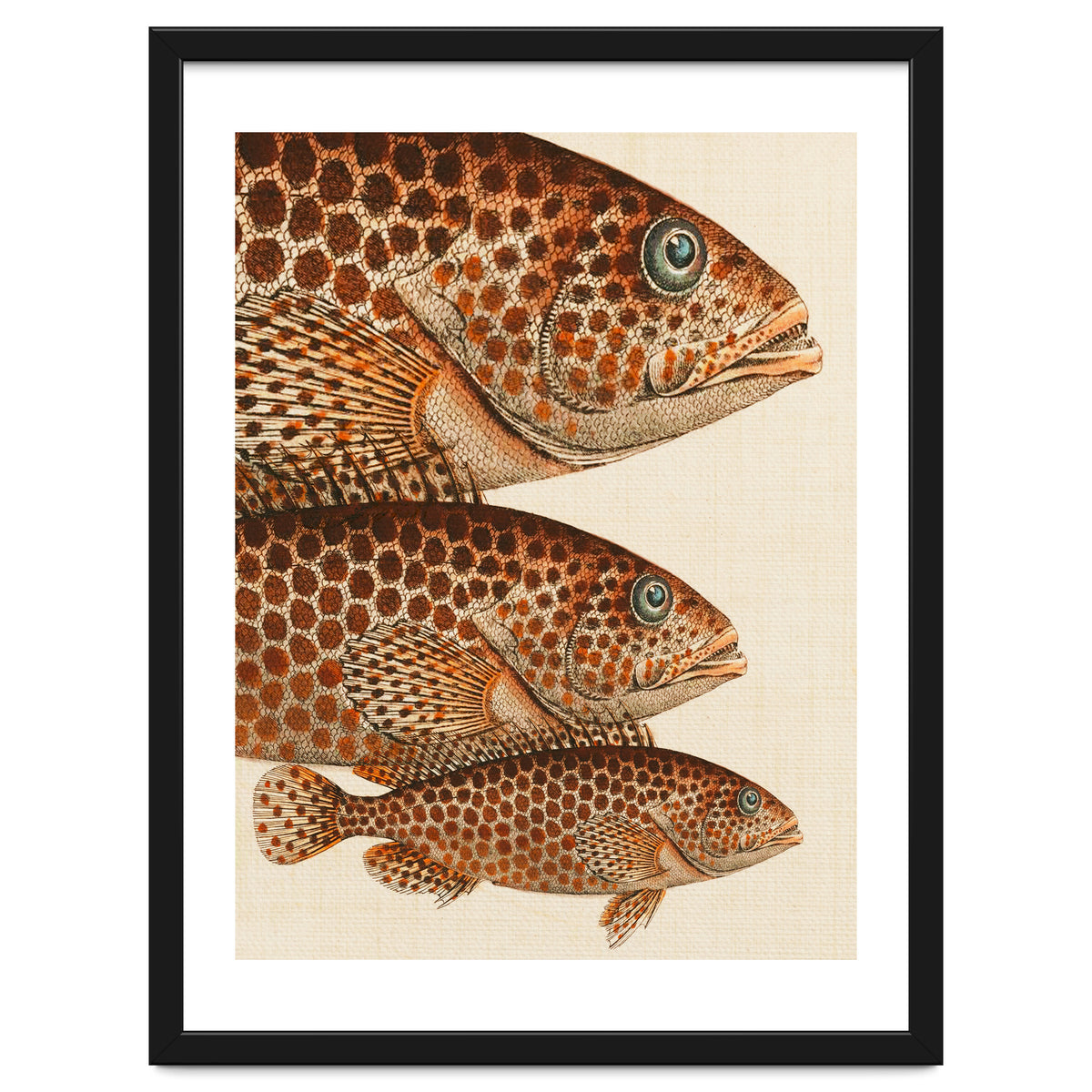 Fish Classic Designs 6