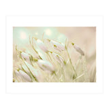 Enchanting Snowdrops (Print Only) thumbnail