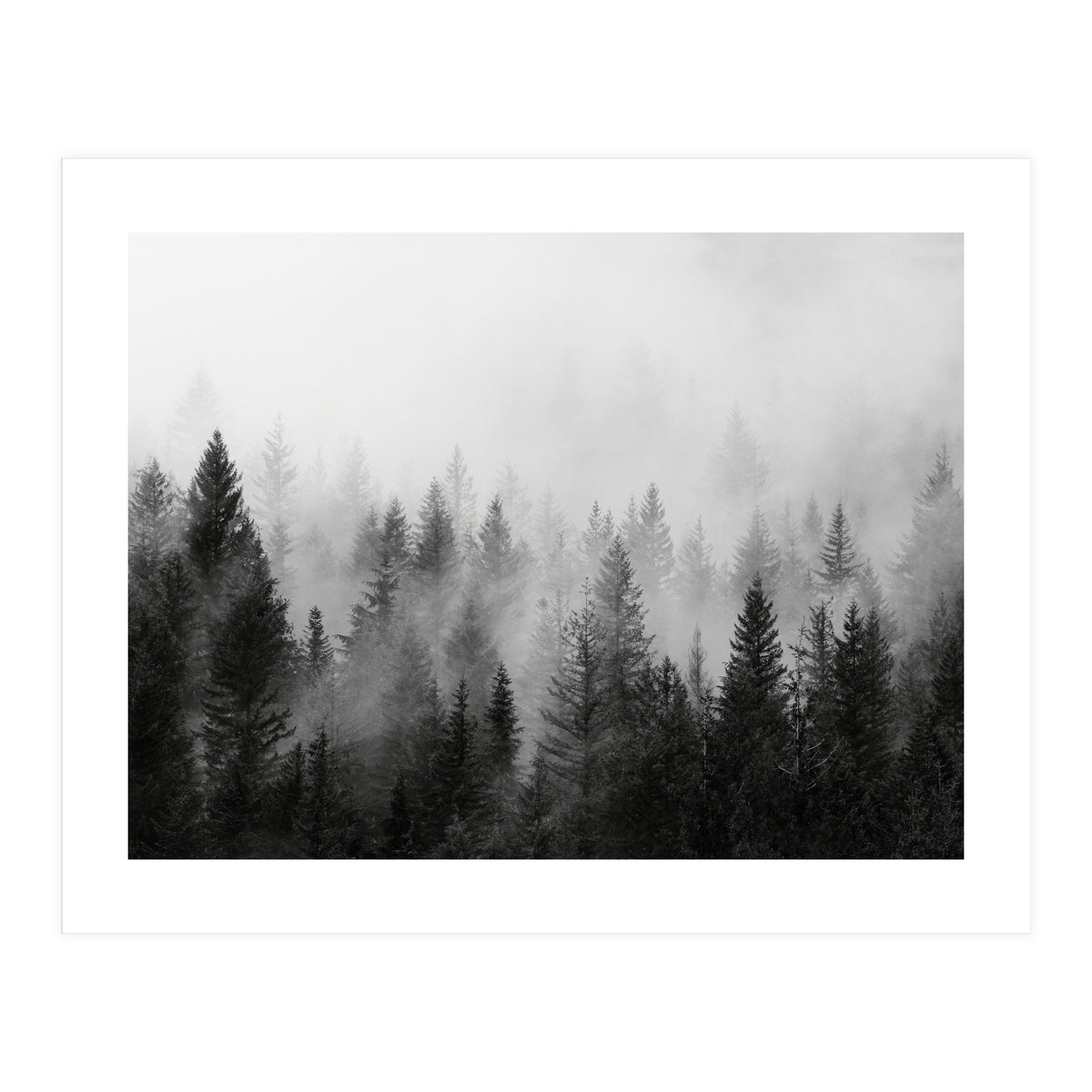 Black and White Forest (Print Only)