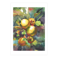 Apples on a branch (Print Only)
