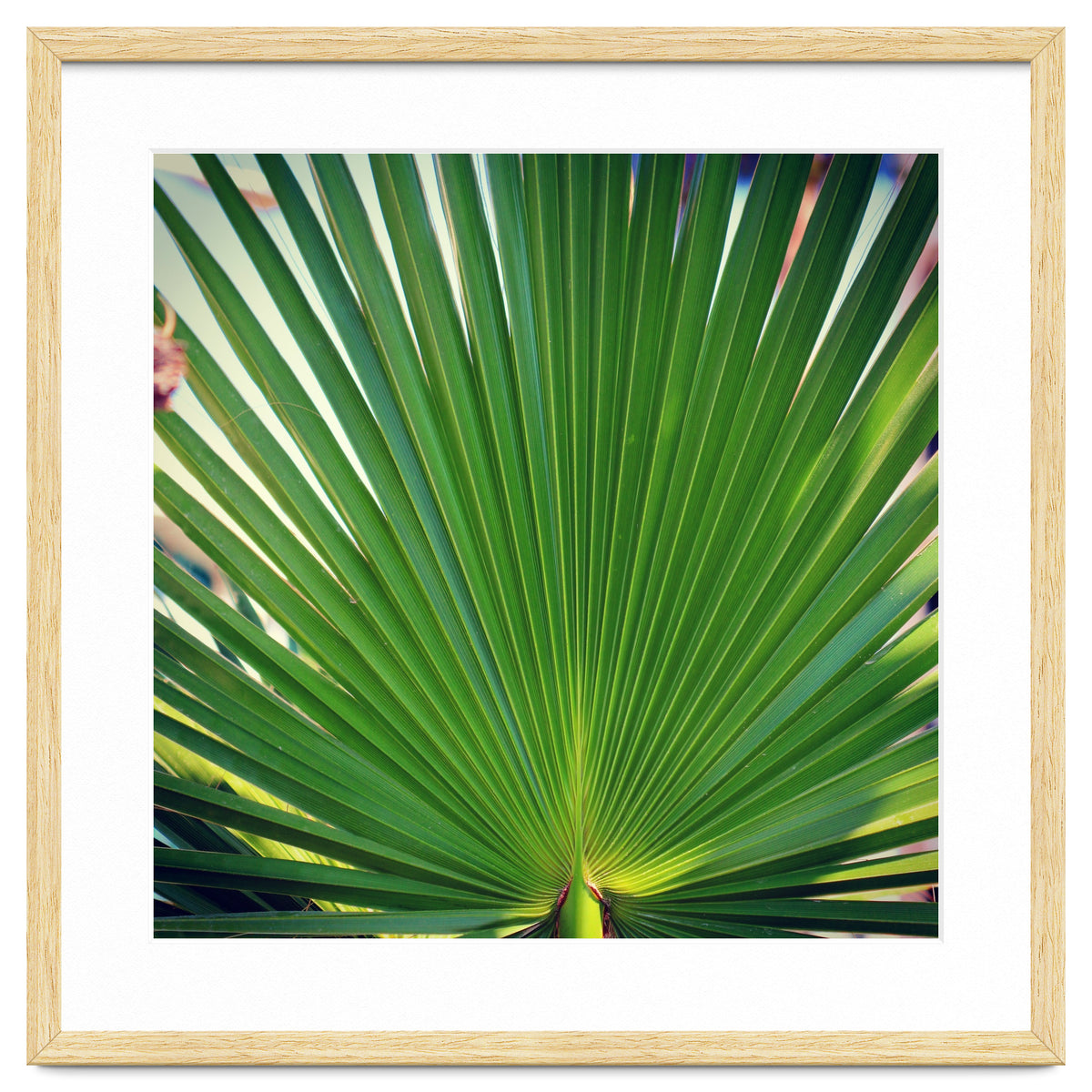 palm leaf
