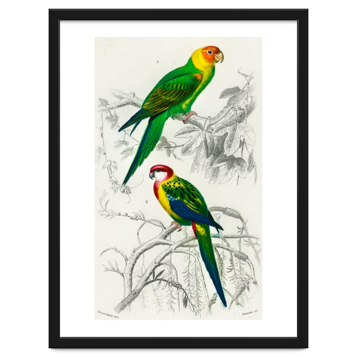 Different types of birds illustrated