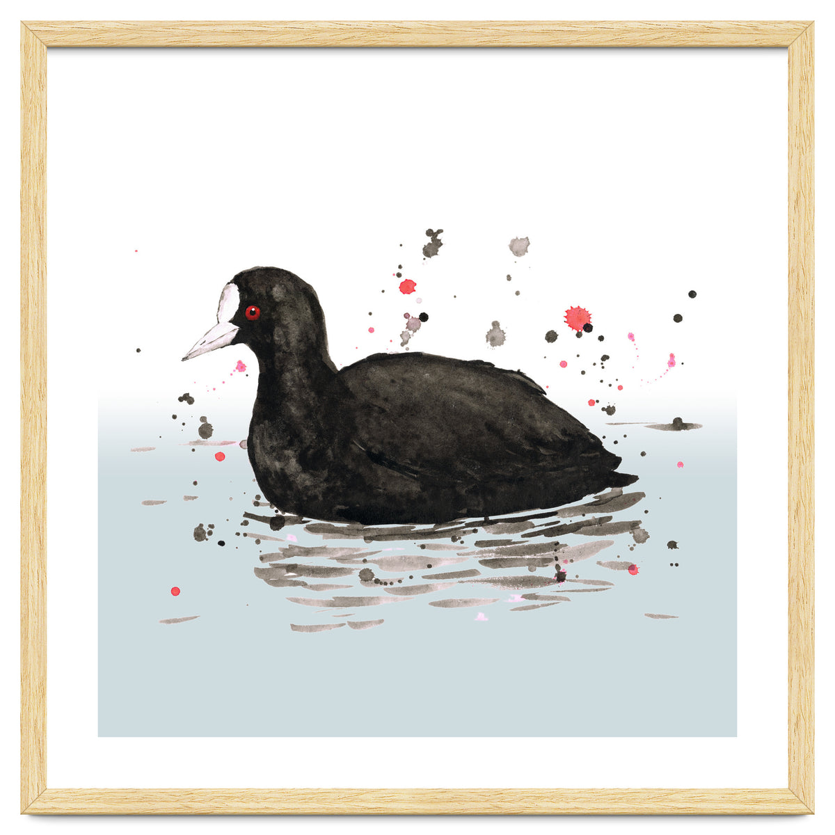 Common coot
