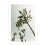 Vintage Palm Trees  (Print Only) thumbnail