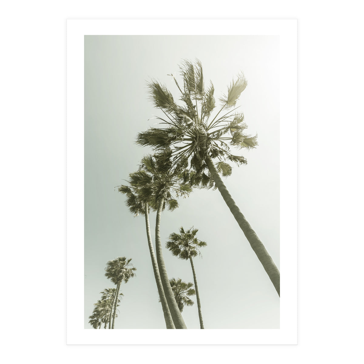 Vintage Palm Trees  (Print Only)