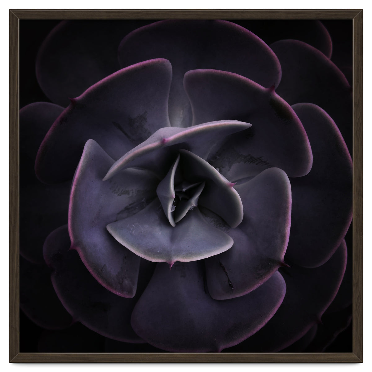 DARKSIDE OF SUCCULENTS VIII