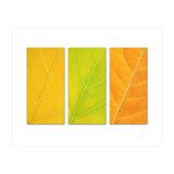 Autumn Leaves (Print Only) thumbnail
