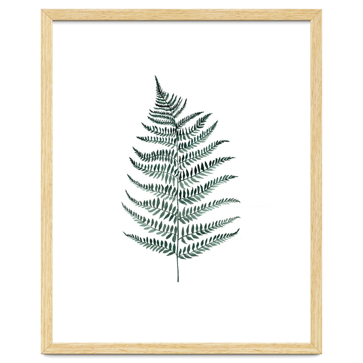 Botanical Illustration Silverfern
