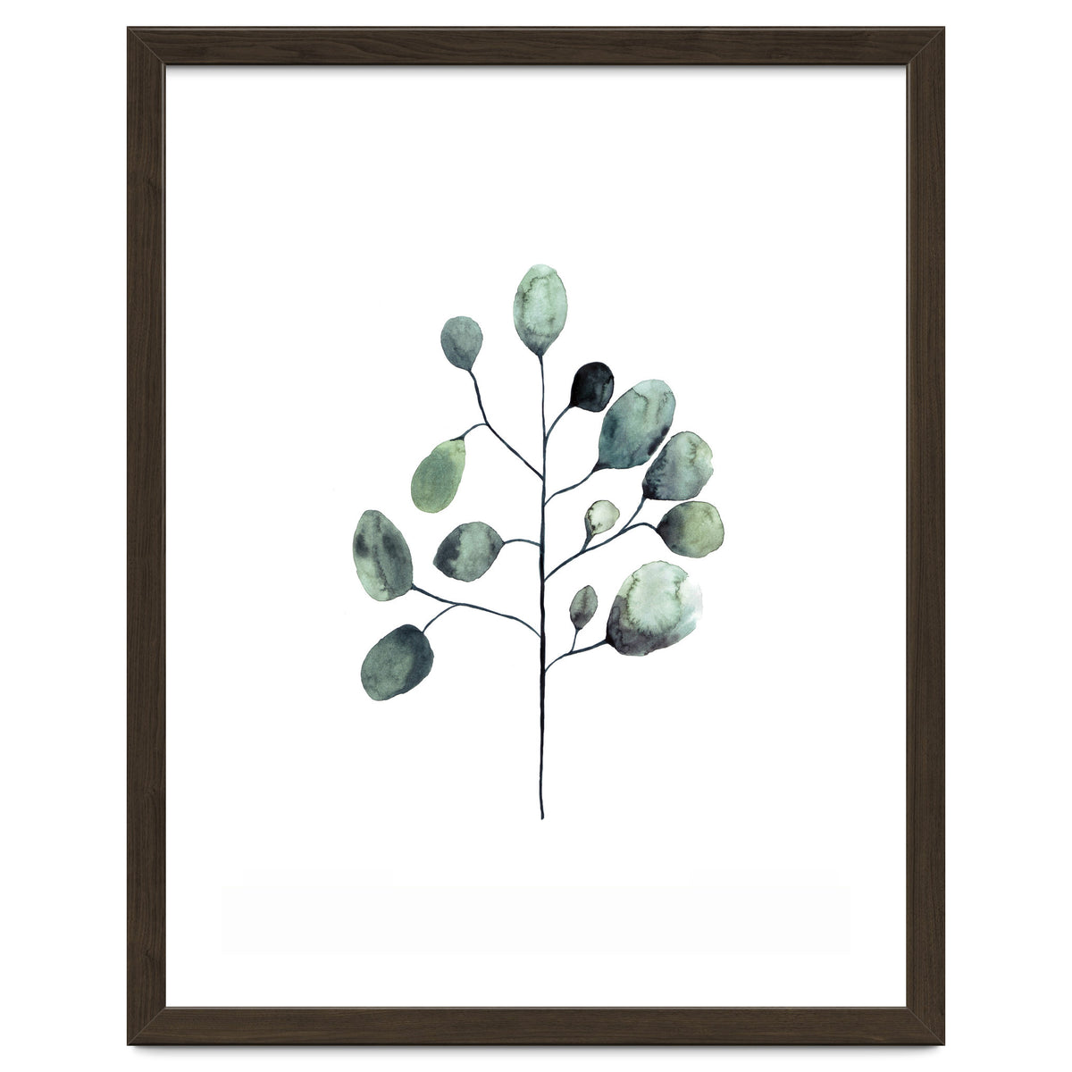 Botanical Illustration Eukalyptus