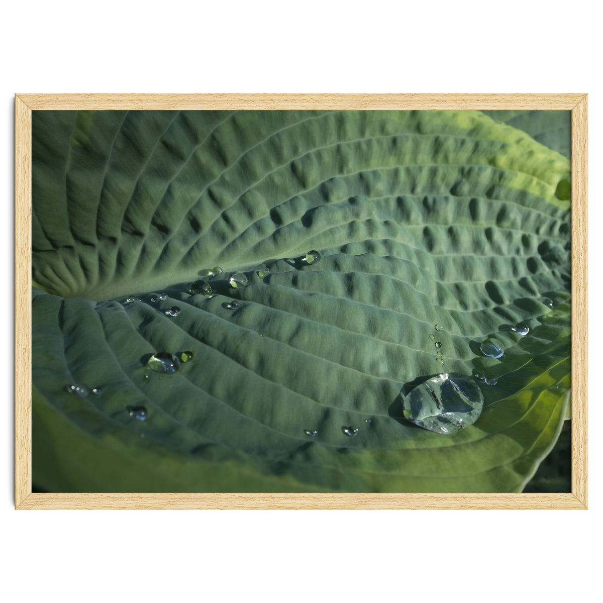 Hosta With Raindrops