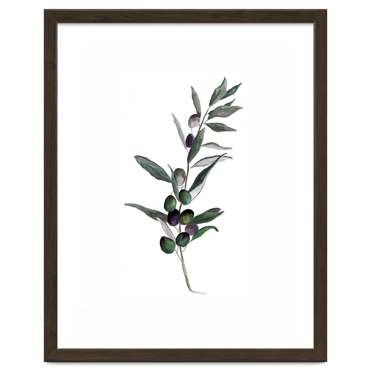 Botanical Illustration Olive