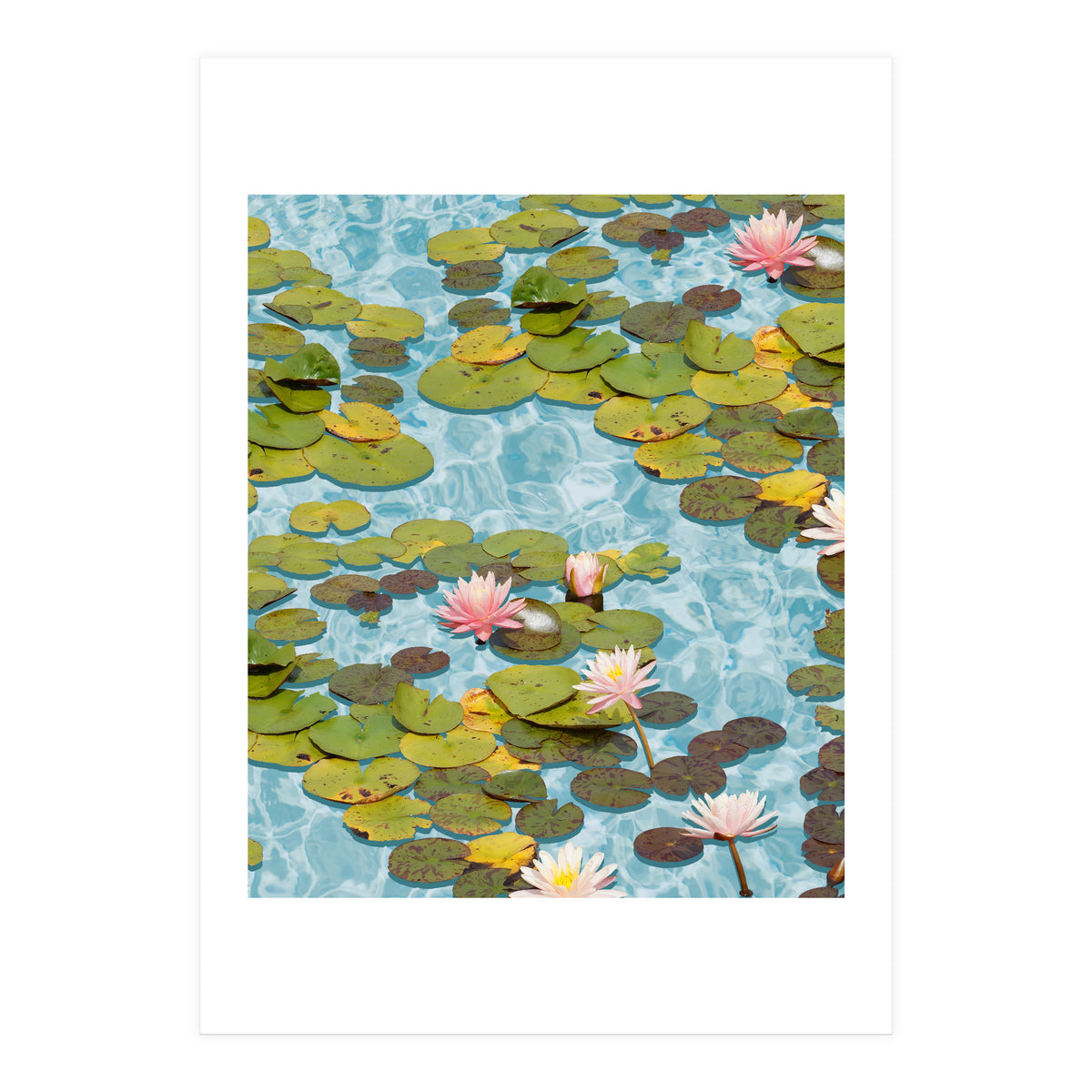 Lotus Formation (Print Only)