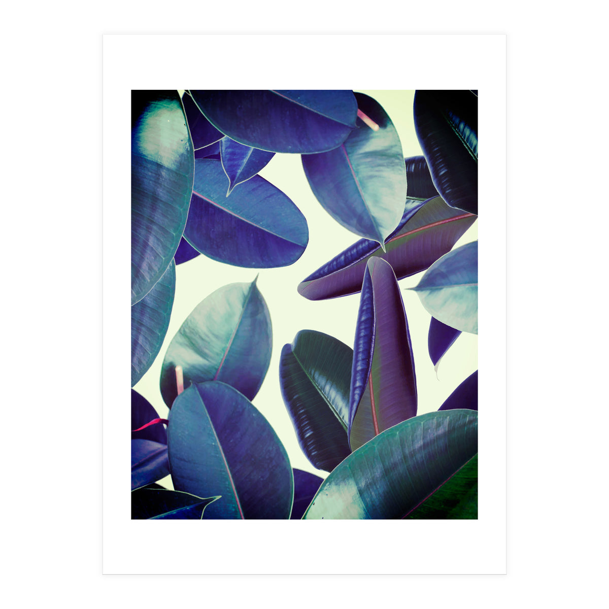 Elastica Amaro (Print Only)