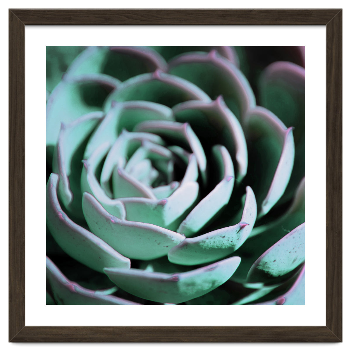 DARKSIDE OF SUCCULENTS III-A
