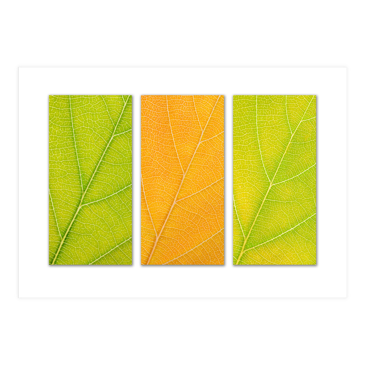 Autumn Leaves (Print Only)