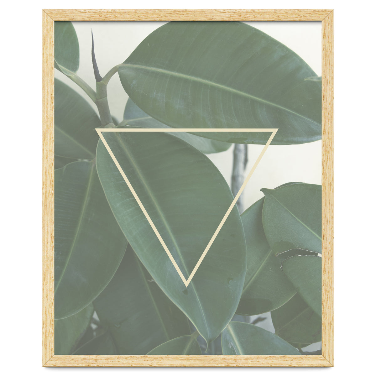 ficus triangle