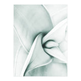 Agave (Print Only) thumbnail