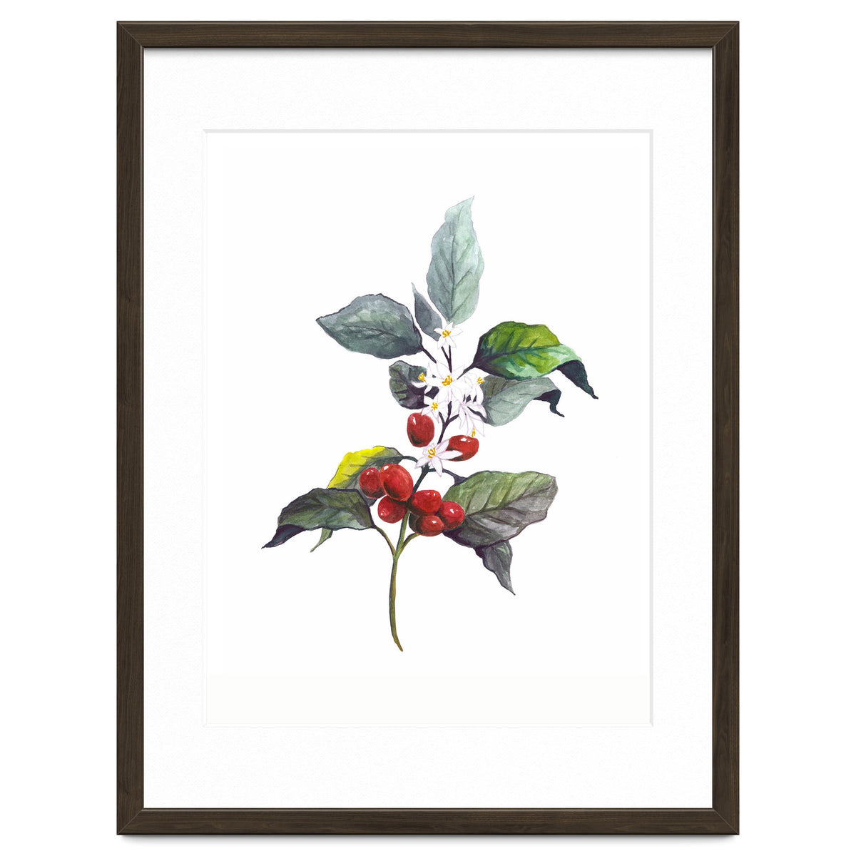 1 Botanical Illustration Kaffee Pflanze