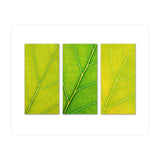 Autumn Leaves (Print Only) thumbnail