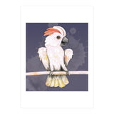 Salmon-crested cockatoo (Print Only) thumbnail