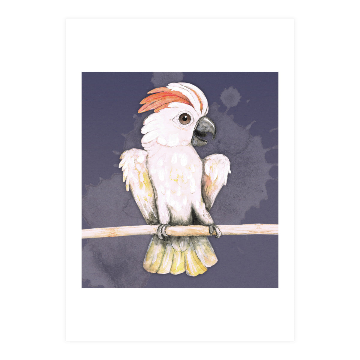 Salmon-crested cockatoo (Print Only)