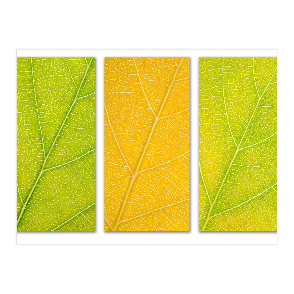 Autumn Leaves (Print Only)