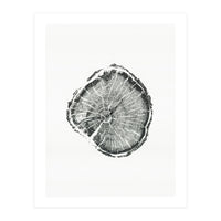 Tree Ring Print, Albion Basin, Utah, Pine Tree Print (Print Only)