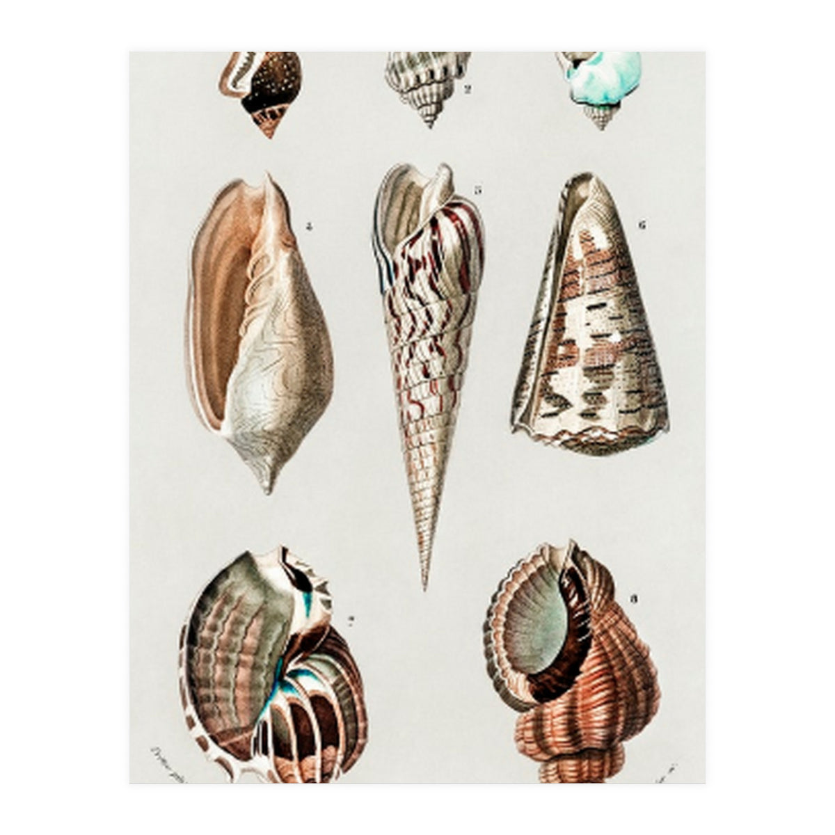 Different types of mollusks illustrated (Print Only)