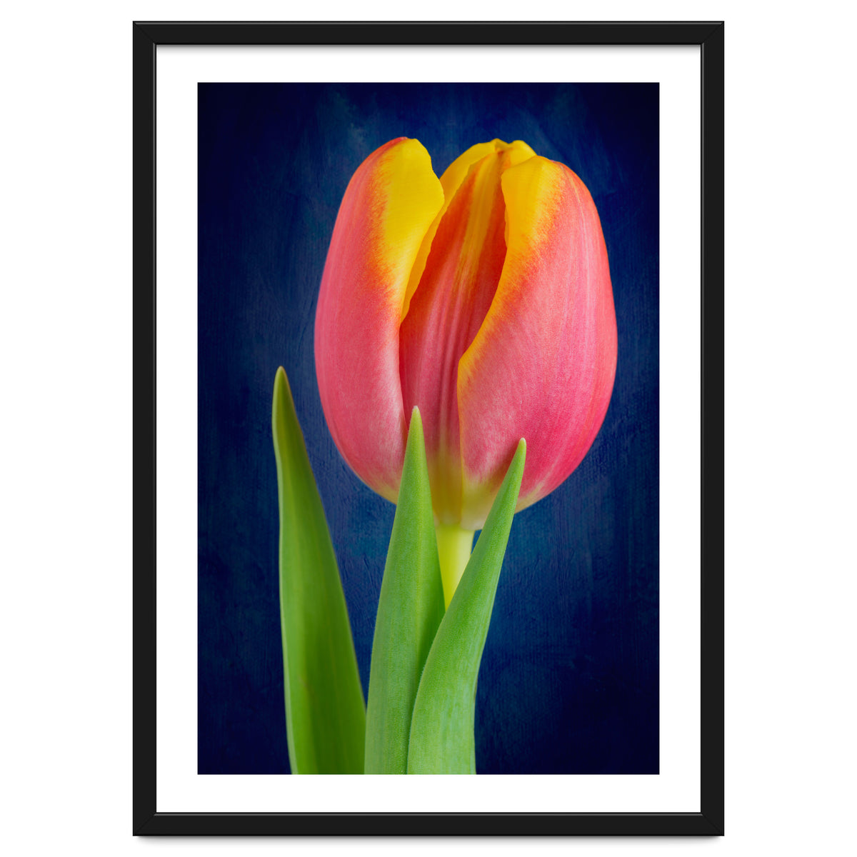 Tulip