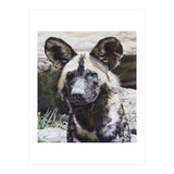 African Painted Dog II (Print Only) thumbnail