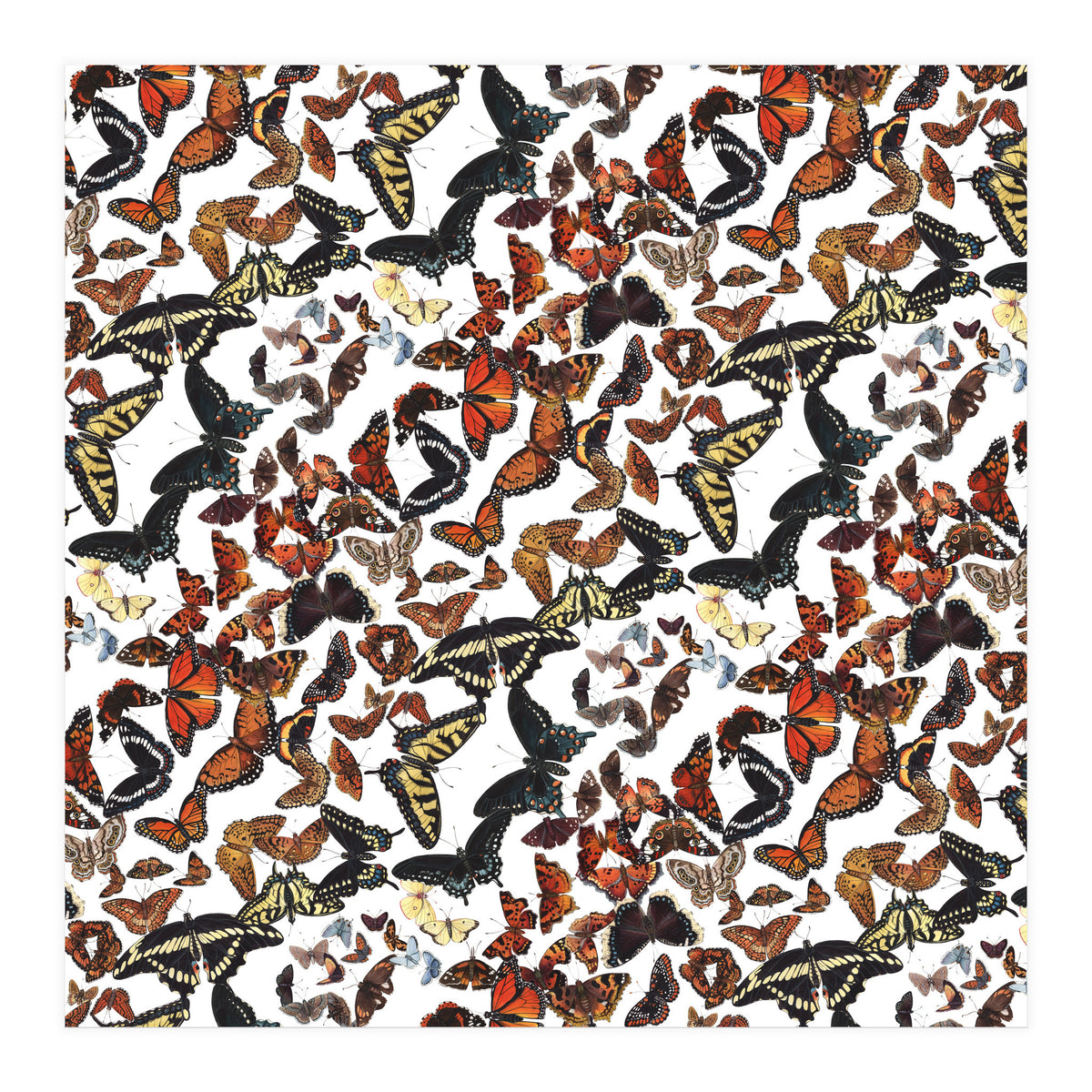Maine Butterflies Pattern (Print Only)