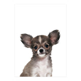 Chihuahua (Print Only) thumbnail