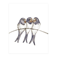 Three young swallows (Print Only)