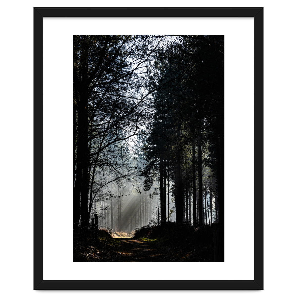 Misty Woodland Morning