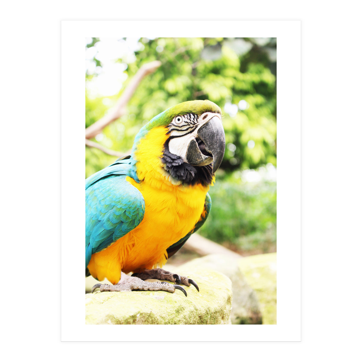 Parrot (Print Only)