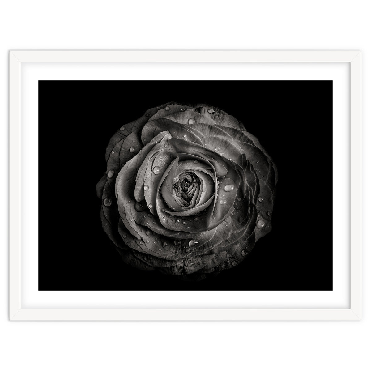 Backyard Flowers In Black And White 72