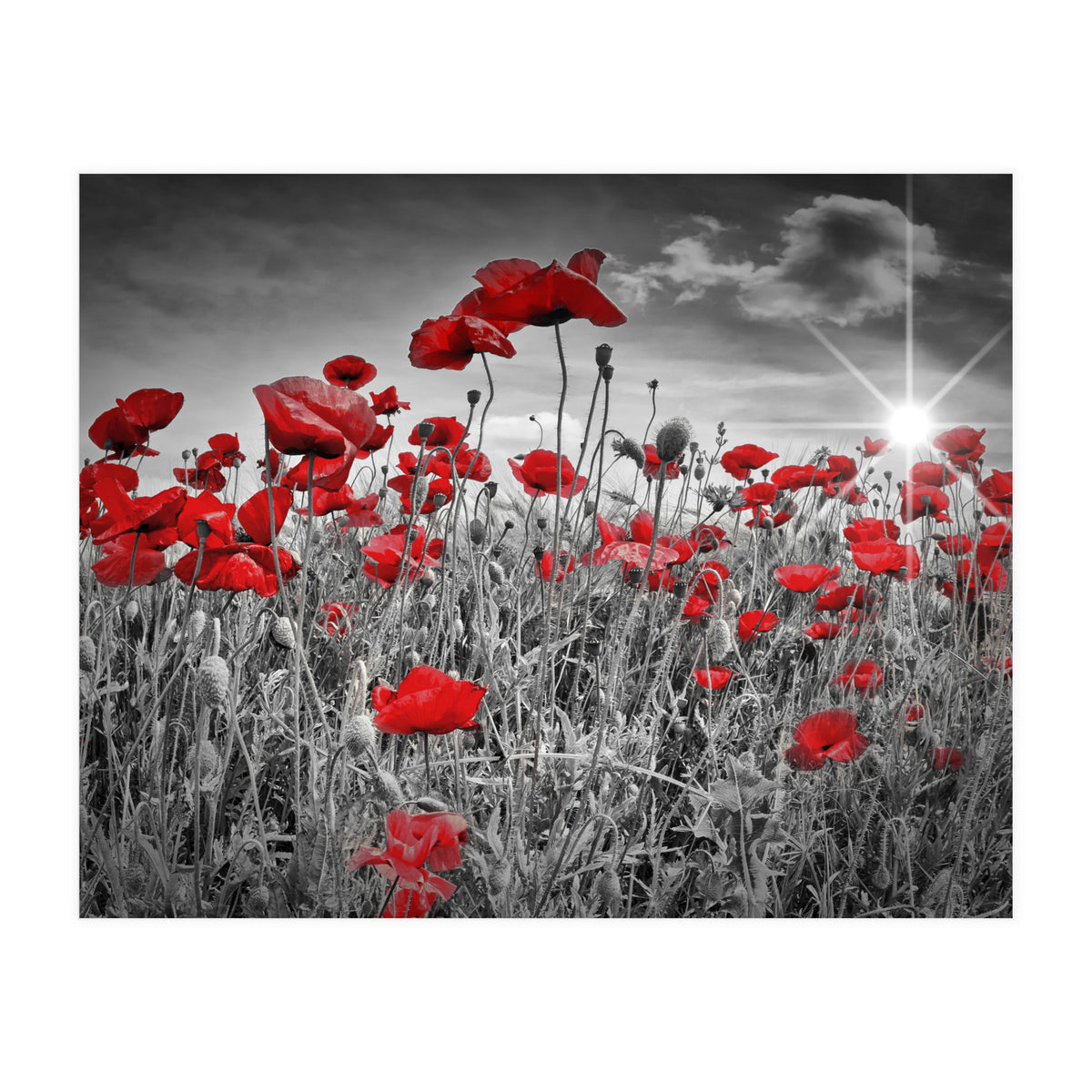 Idyllic Field of Poppies with Sun (Print Only)