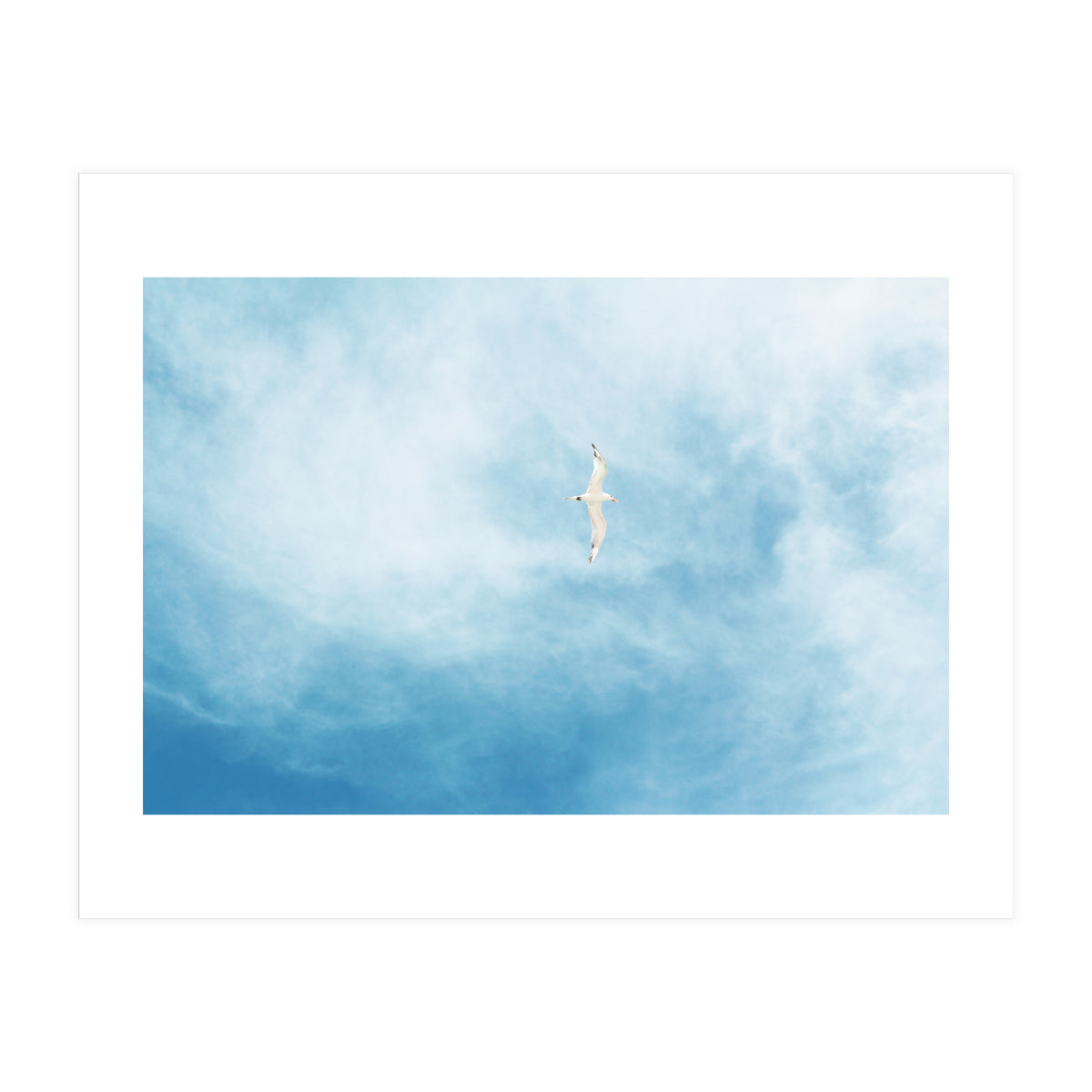 Seagull (Print Only)