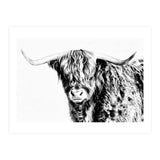 Highland bull (Print Only) thumbnail