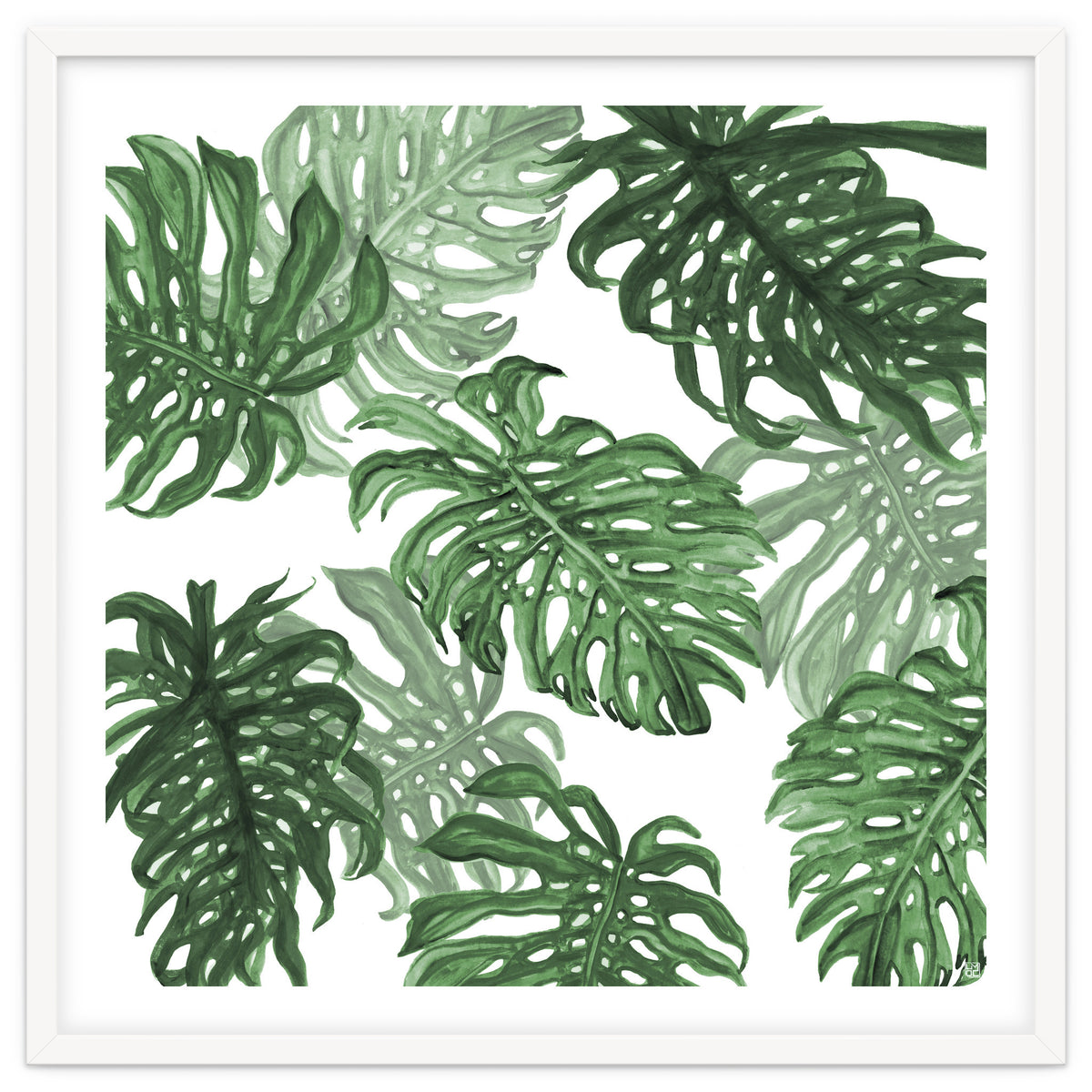 Monstera Deliciosa