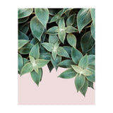 pianta pink (Print Only) thumbnail