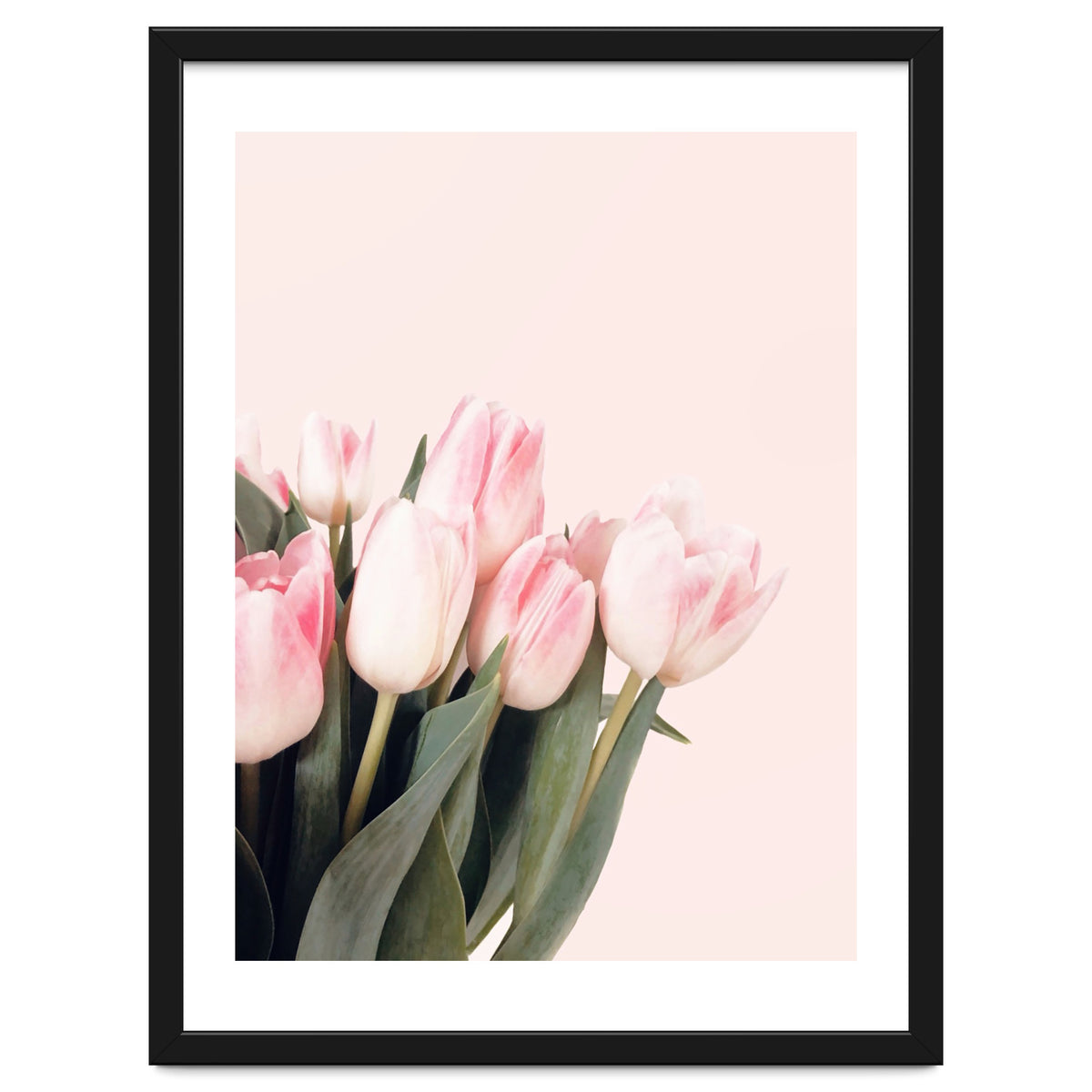 Pink Tulips