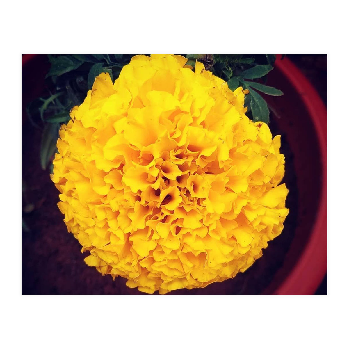 Yellow Chrysanthemum (Print Only)
